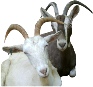 Buy purebred dairy